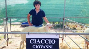 ‘Mostra della Pecora della valle del Belice 2015’, vince Giovanni Ciaccio