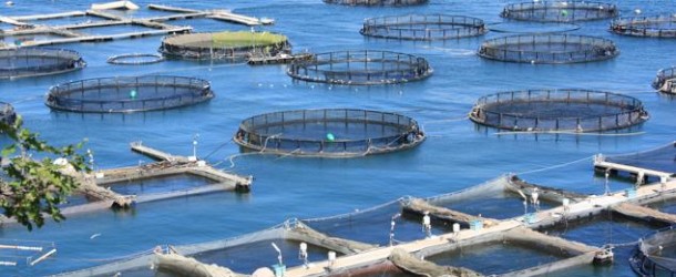 Pesca: Bando da 16 milioni per l’acquacoltura