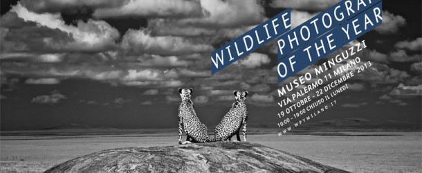 MILANO. Wildlife Photographer of The Year, la natura in 100 scatti