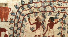 Alba, in mostra il vino nell’antico Egitto
