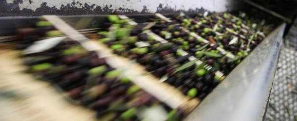 Agricoltura, Dipasquale (Pd): “Sicilia non paghi da sola prezzo accordo UE-Tunisia su olio d’oliva”