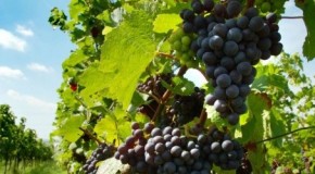 Viticoltura e olivicoltura, ‘Enovitis in campo’ a Marsala il 5 e 6 giugno