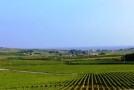 Vinitaly, dieci vitigni antichi siciliani verranno iscritti al Ministero delle Politiche Agricole