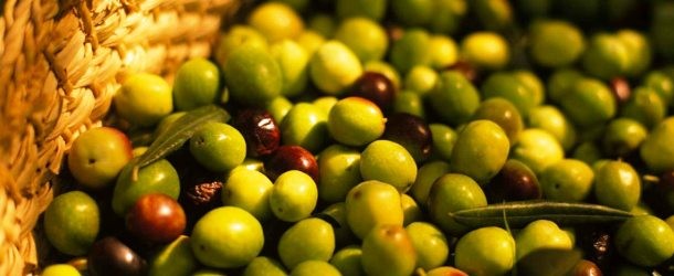 Agroalimentare, quale futuro per l’olivicoltura?