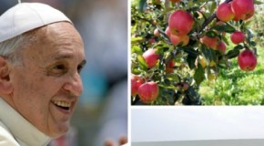 I sapori del Vaticano, in vendita i prodotti bio della Fattoria del Papa