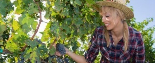 Vino, Mipaaf: registrati 10 nuovi vitigni resistenti a malattie