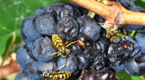 Vino: vespe fondamentali per fermentazione, nuova ricerca dell’Università di Firenze