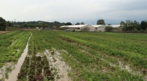 Agricoltura, Coldiretti: maltempo in Veneto, distrutto lavoro di un anno