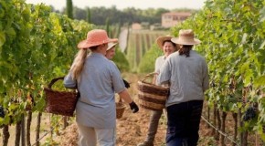 Vino, 9 cantine aperte ai turisti a Cortona: degustazioni in vigna il 29 maggio