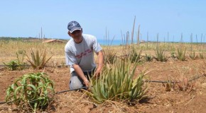 Natura e benessere, nuova piantagione di Aloe a Torre Salsa