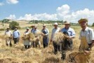 Agricoltura in Sicilia, Confindustria: in picchiata il prezzo del grano