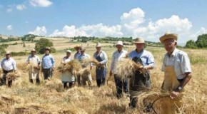 Agricoltura in Sicilia, Confindustria: in picchiata il prezzo del grano