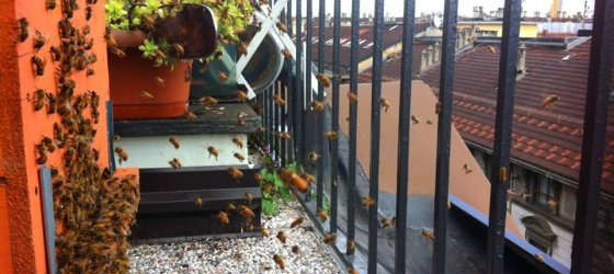 Ambiente, arriva il “miele di balcone”: crescono gli apicoltori urbani