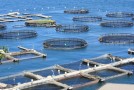 Pesca: Bando da 16 milioni per l’acquacoltura