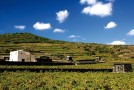 Pantelleria, Antonio Rallo: “La viticoltura eroica ci ripaga con vini unici”