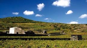 Pantelleria, Antonio Rallo: “La viticoltura eroica ci ripaga con vini unici”